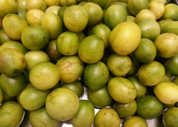 Fruto do Nordeste tem poder para hidratar e fortalecer rotina, mas poucos sabem