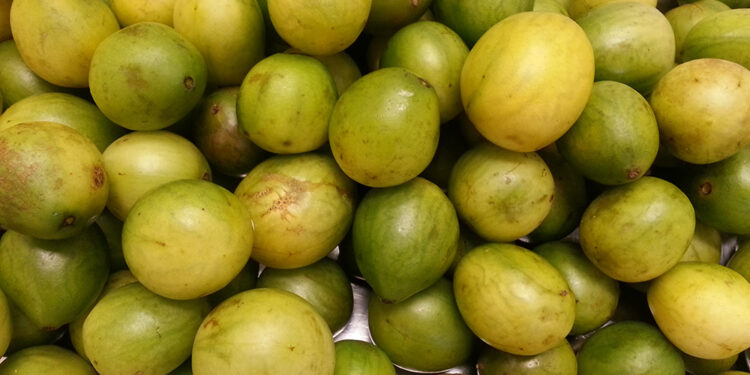 Fruto do Nordeste tem poder para hidratar e fortalecer rotina, mas poucos sabem