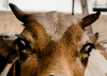 Vaca doméstica viraliza após usar uma vassoura para se coçar e impressiona cientistas