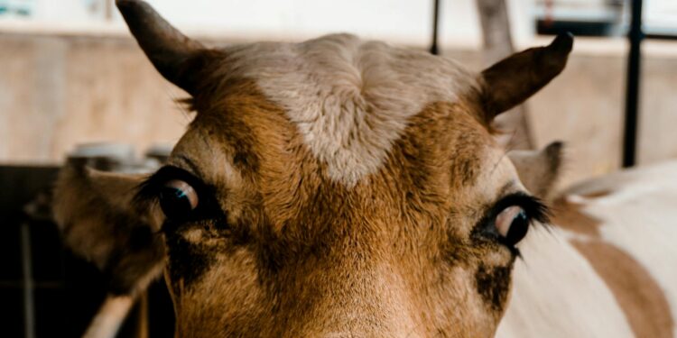 Vaca doméstica viraliza após usar uma vassoura para se coçar e impressiona cientistas