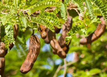 Árvore tropical traz lindos frutos e cresce com facilidade em qualquer quintal