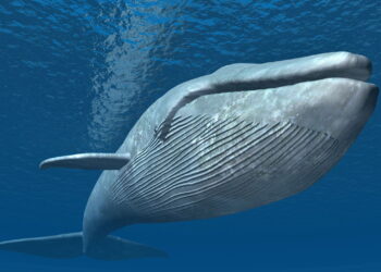 Sistema sonoro permite comunicação submarina a até 8.000 km de distância