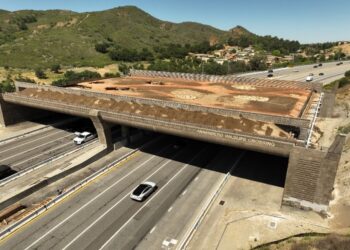 Ponte de R$ 100 milhões vai ser construída apenas para onças, veados e cobras