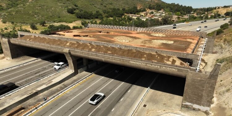 Ponte de R$ 100 milhões vai ser construída apenas para onças, veados e cobras