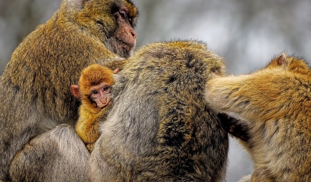 Macaco mais famoso do mundo viralizou abraçando um bicho de pelúcia