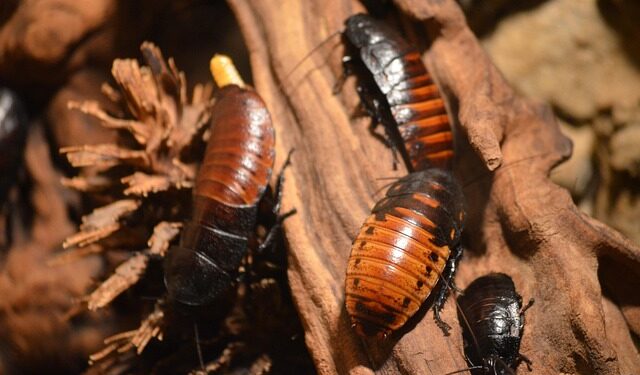 Como espantar as baratas nesse verão?
