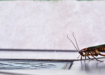 Mistura caseira e fácil de fazer acaba com baratas na sua casa