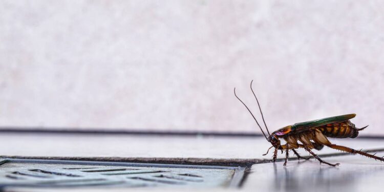 Mistura caseira e fácil de fazer acaba com baratas na sua casa