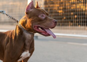 Cães domésticos estão se transformando em animais selvagens na guerra da Ucrânia?