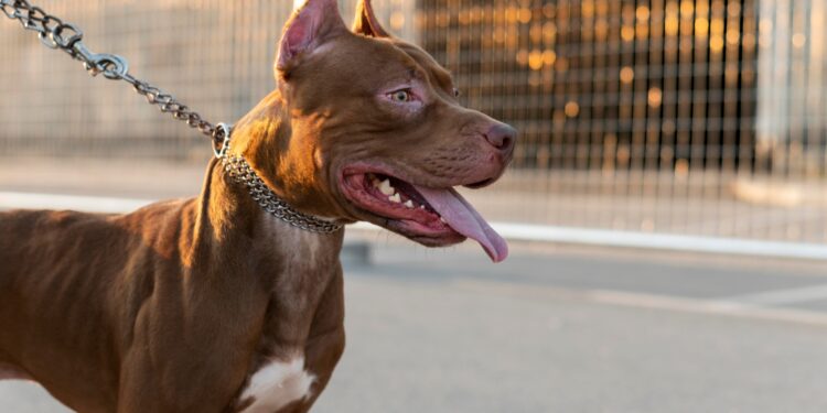 Cães domésticos estão se transformando em animais selvagens na guerra da Ucrânia?