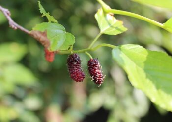 3 espécies de árvores para cuidar no mês de março e garantir bons frutos