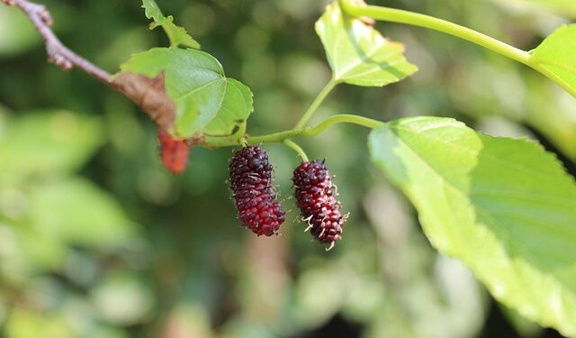 3 espécies de árvores para cuidar no mês de março e garantir bons frutos