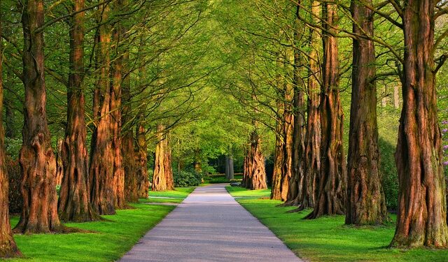 Com mais de 1 milhão de árvores plantadas, capital brasileira se torna a cidade mais arborizada do mundo