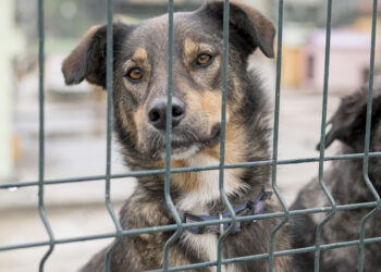 Lei sobre maus-tratos com animais estabelece prisão de até 1 ano caso seja comprovado