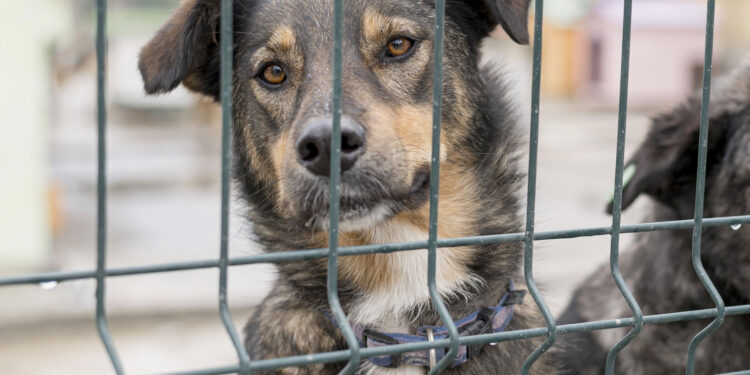 Lei sobre maus-tratos com animais estabelece prisão de até 1 ano caso seja comprovado