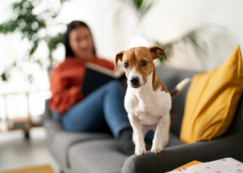 Lei prevê multa de até R$ 300 mil para quem deixar o cachorro sozinho em casa