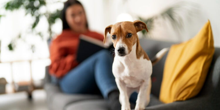 Lei prevê multa de até R$ 300 mil para quem deixar o cachorro sozinho em casa