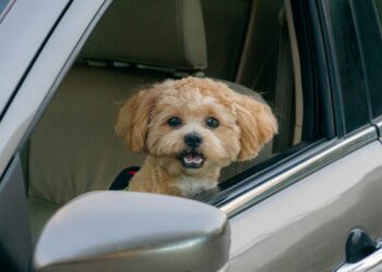 Quem deixar animal esquecido no carro vai ter que pagar multa de R$ 20 mil