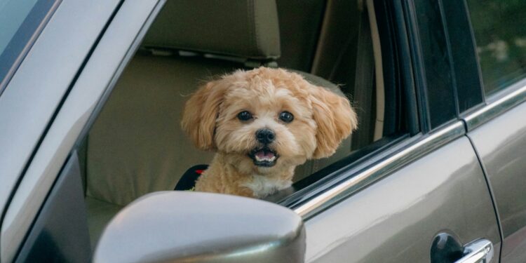 Quem deixar animal esquecido no carro vai ter que pagar multa de R$ 20 mil