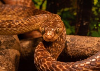 Cobra gigantesca faz jararaca parecer uma minhoca de um jardim
