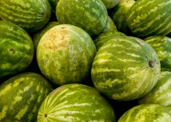 melancia