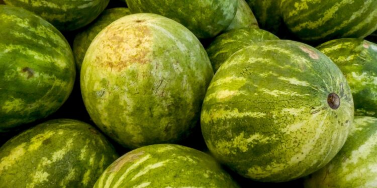 melancia