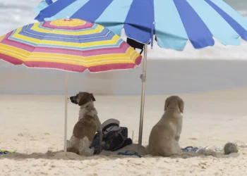 Nova lei em vigor proíbe circulação de pets nas praias dessa cidade brasileira nesses horários