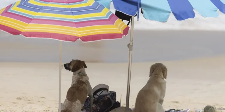Nova lei em vigor proíbe circulação de pets nas praias dessa cidade brasileira nesses horários