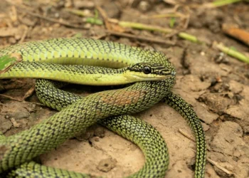 Cientistas fazem descoberta incrível: cobra voadora na natureza