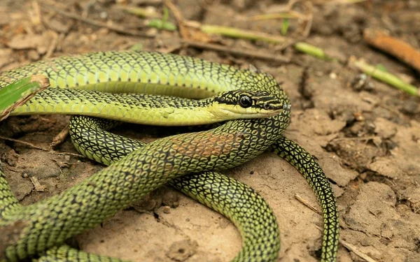 Cientistas fazem descoberta incrível: cobra voadora na natureza