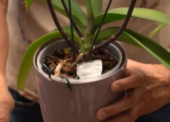 Técnica simples para regar plantas de casa pode mudar a sua forma de cuidar do jardim