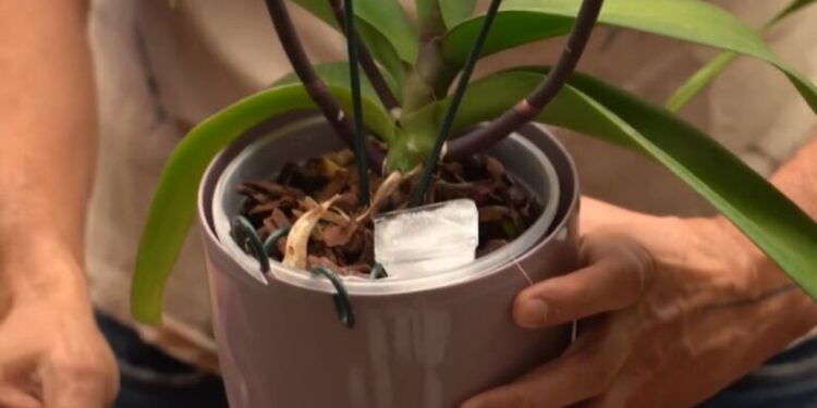 Técnica simples para regar plantas de casa pode mudar a sua forma de cuidar do jardim