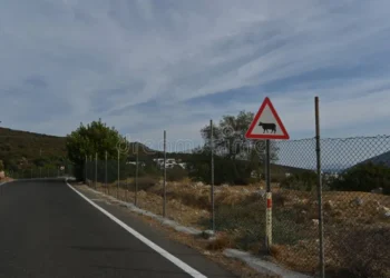 Placa de trânsito com uma vaca em um triângulo, o que significa e por que é tão importante?