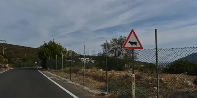 Placa de trânsito com uma vaca em um triângulo, o que significa e por que é tão importante?