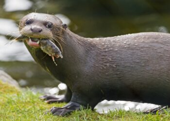 Maior predador aquático da América do Sul está de volta após 40 anos