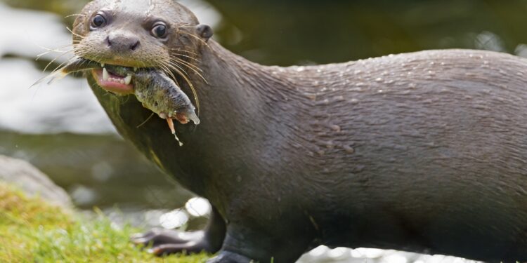 Maior predador aquático da América do Sul está de volta após 40 anos