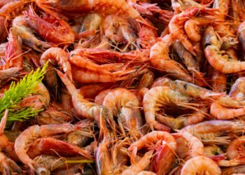 Camarão não pode ser consumido no Brasil até o final de abril nessas cidades