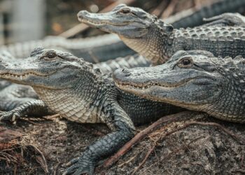 Cidade brasileira tem mais jacarés do que habitantes e eles passeiam livres