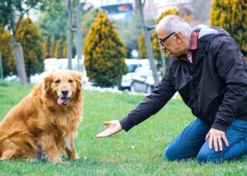 Por que falamos com cachorros como se fossem gente, segundo a psicologia?