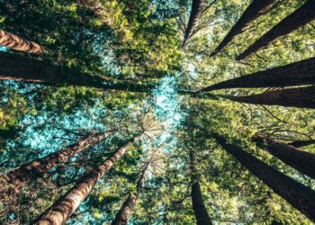 Primeira árvore do Brasil continua crescendo e tem mais de 500 anos