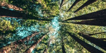 Primeira árvore do Brasil continua crescendo e tem mais de 500 anos