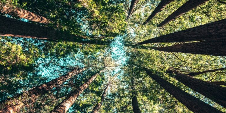 Primeira árvore do Brasil continua crescendo e tem mais de 500 anos