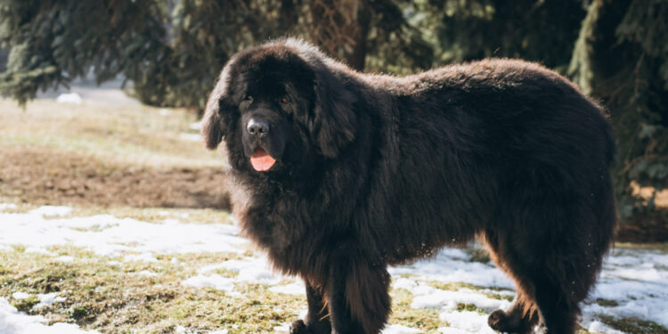 Cachorro mais caro do mundo custa R$ 1 milhão e é conhecido como guardião dos gados