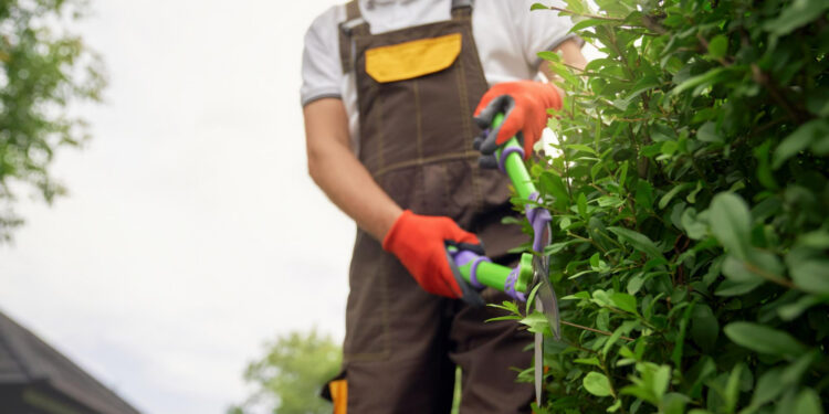 Essa planta que muitos acham bonita mata você após 20 minutos de contato