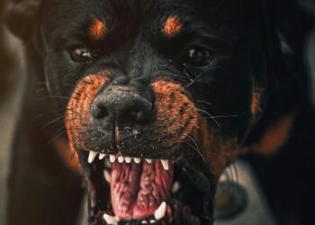 5 cachorros mais bravos e atentos para proteger a sua casa