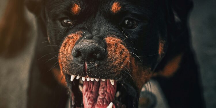 5 cachorros mais bravos e atentos para proteger a sua casa