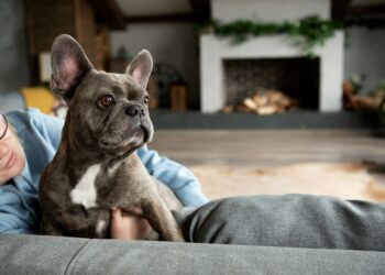 5 raças mais tranquilas para ter em apartamentos, segundo veterinários