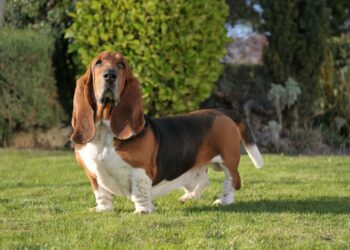 5 raças de cachorros mais calminhas para ter em casa e apartamentos