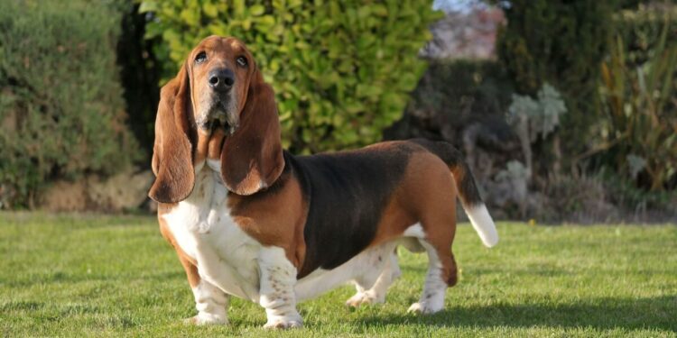 5 raças de cachorros mais calminhas para ter em casa e apartamentos