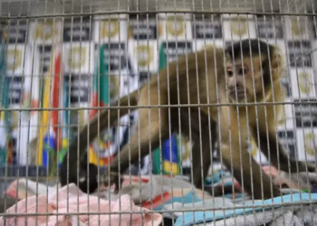 Macaco-prego foi preso pela polícia por suspeita de invadir casas e roubar